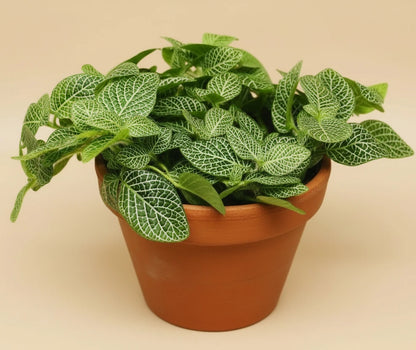 Fittonia 'White Nerve Plant'