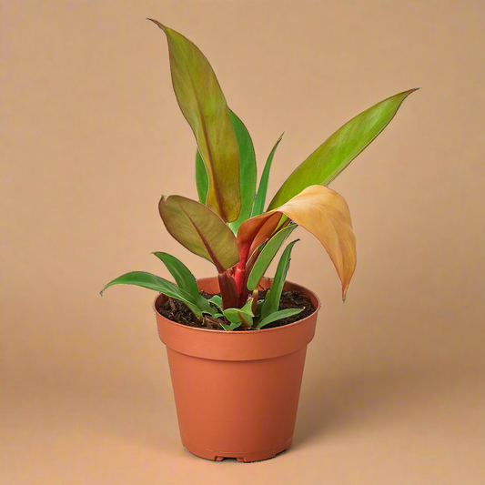 Philodendron 'Prince of Orange'