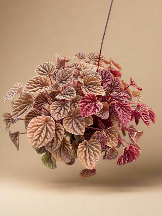 Peperomia 'Quito'