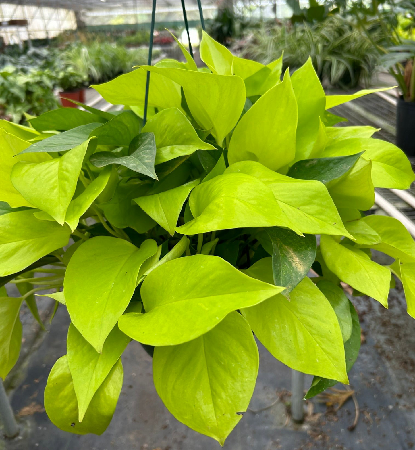 Neon Pothos