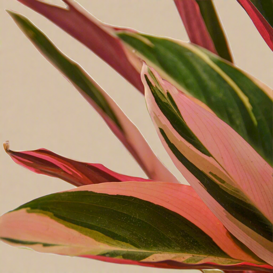Stromanthe Triostar