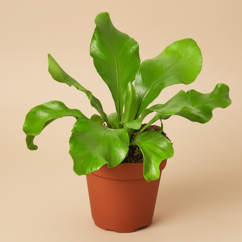 Bird's Nest 'Nidus' Fern