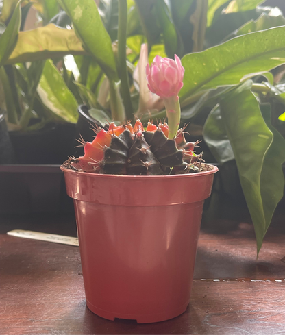 Gymnocalycium Mihanovichii Variegated Cactus
