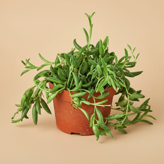 Succulent 'String of Bananas'