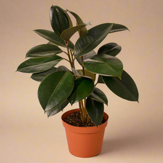 Ficus Elastica 'Burgundy'