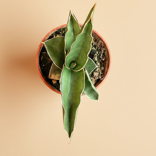 Sansevieria Ehrenbergii - Dwarf Samurai 3.5” pot