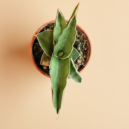 Sansevieria Ehrenbergii - Dwarf Samurai 3.5” pot
