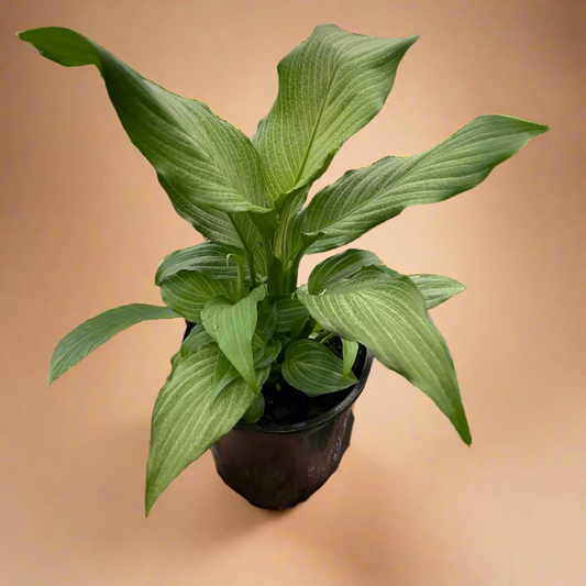 Spathiphyllum ‘Platinum Mist’ – Peace Lily