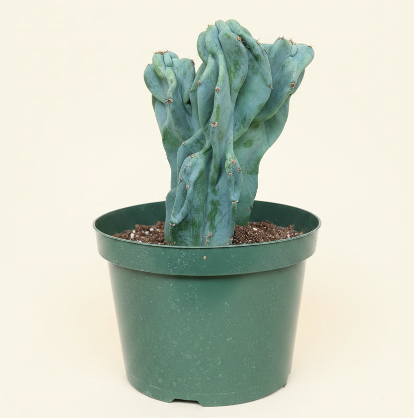 Monstrose Apple Cactus 'Cereus peruvianus monstrose' 8” pot