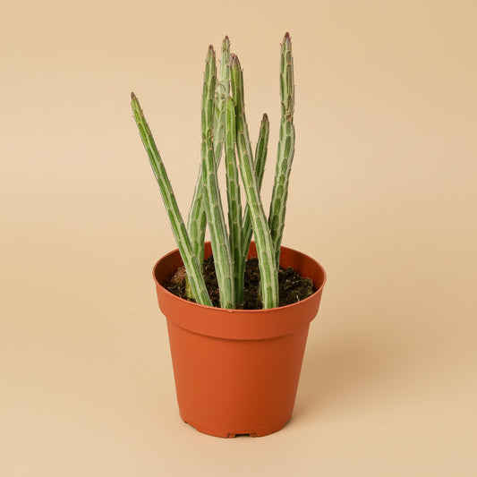 Senecio Stapeliiformis Pickle Plant