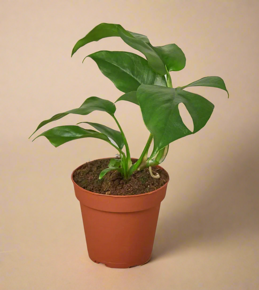 4” Rhaphidophora Tetrasperma – Mini Monstera