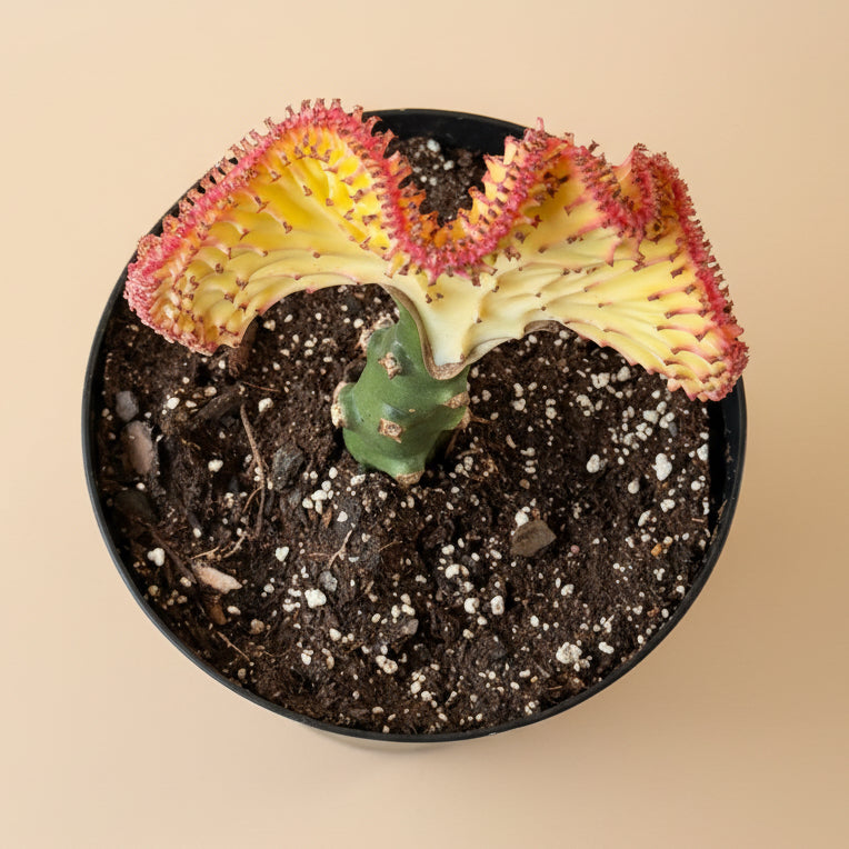 Mermaid Tail Coral Cactus – Euphorbia Lactea Cristata 8” pot