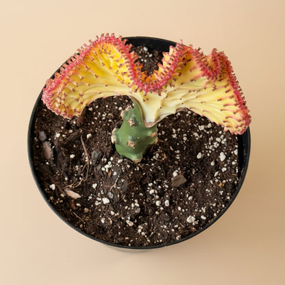 Mermaid Tail Coral Cactus – Euphorbia Lactea Cristata 8” pot
