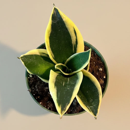Birds Nest Snake Plant - ‘Sansevieria Hahnii Jade Marginata’ 4.5” pot