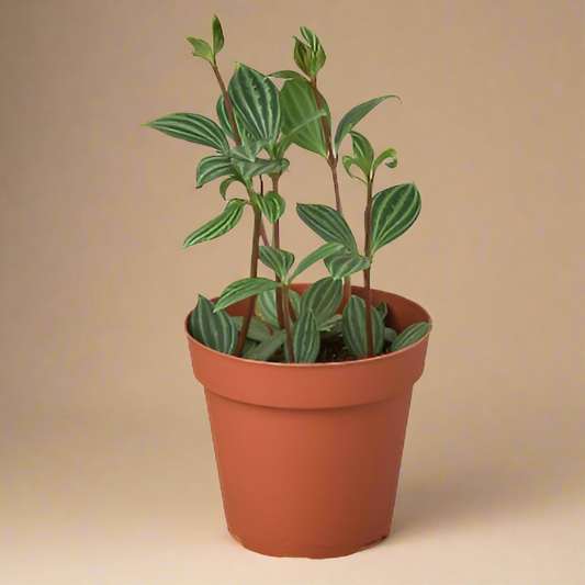 Peperomia 'Parallel'