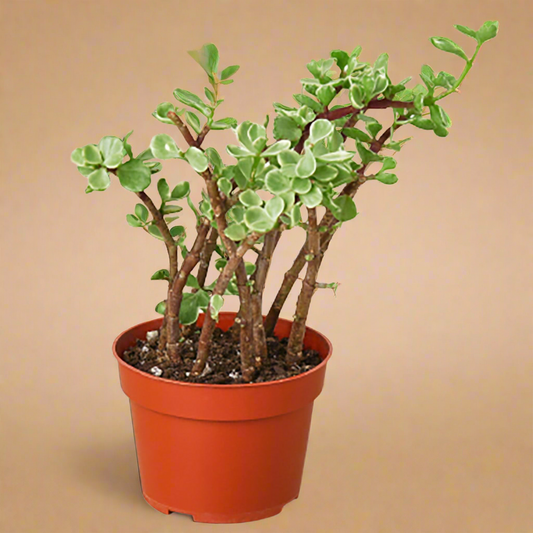 Portulacaria Afra 'Rainbow Elephant Bush'