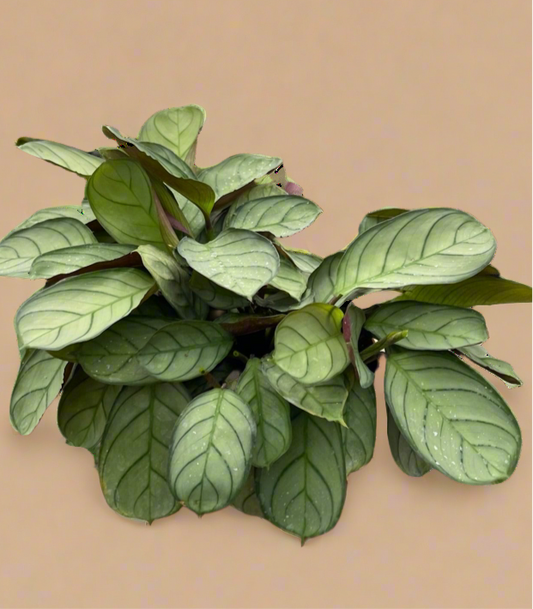 Ctenanthe burle-marxii 'Amagris'