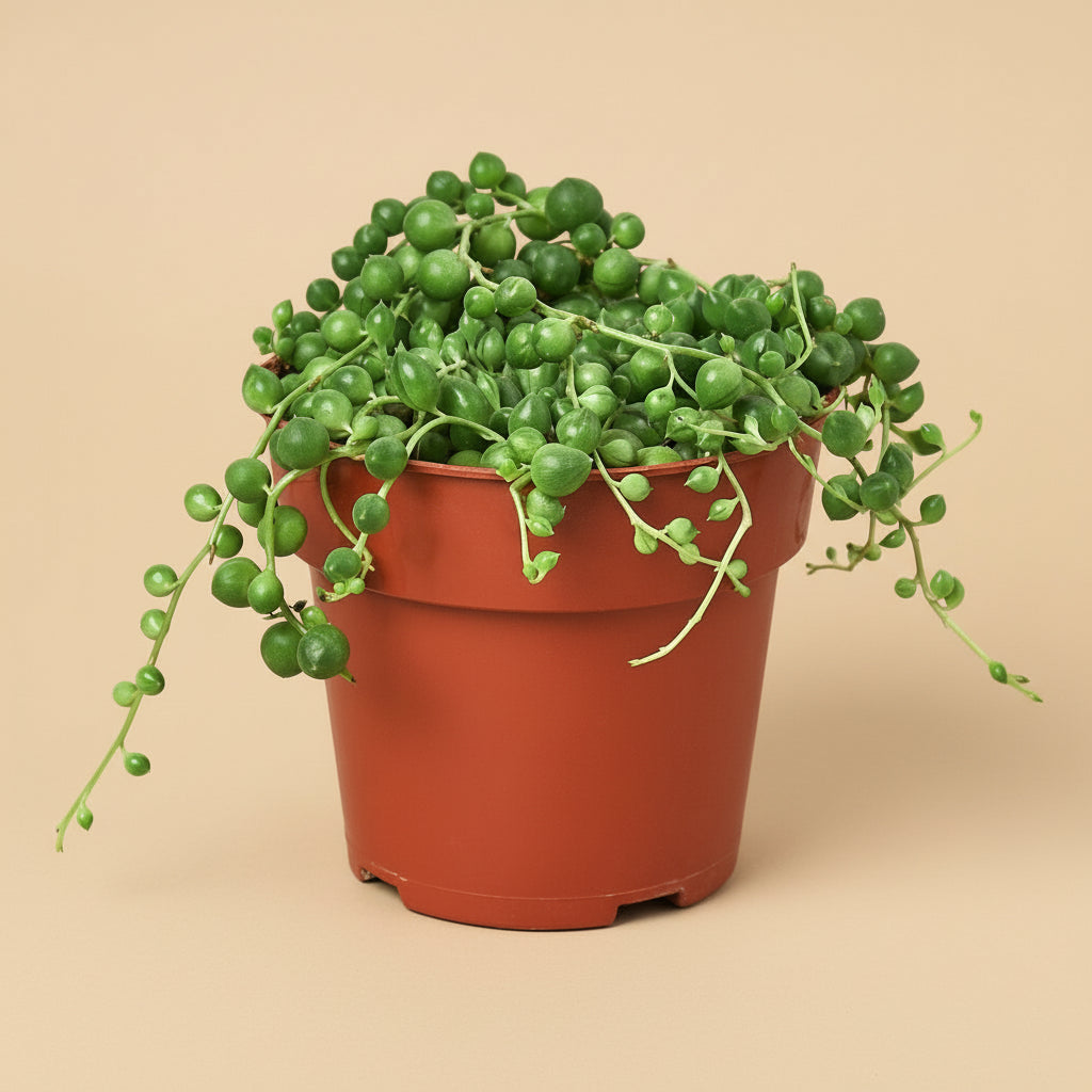 Succulent 'String of Pearls'