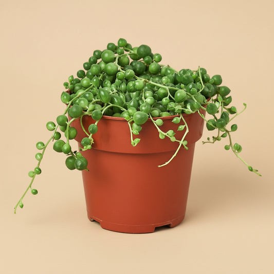 Succulent 'String of Pearls'