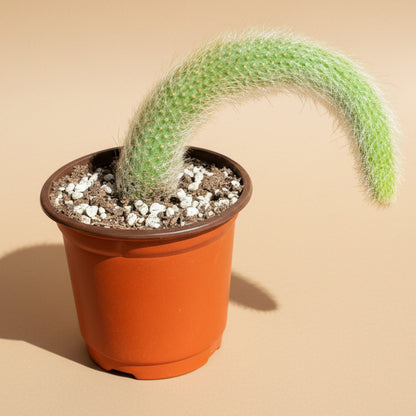Monkey Tail Cactus 4” Pot