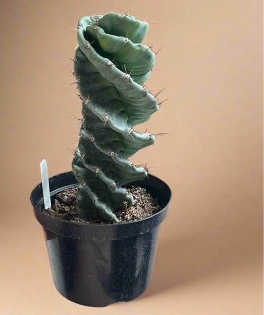 Cereus forbesii ‘Spiralis’ – Spiral Cactus Large 8” Pot