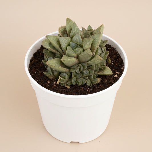 Haworthia mutica in a 4.5” Grower’s Pot