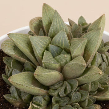 Haworthia mutica in a 4.5” Grower’s Pot