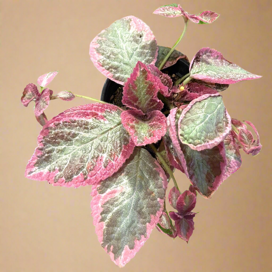 4” Episcia Cupreata ‘Pink Brocade’