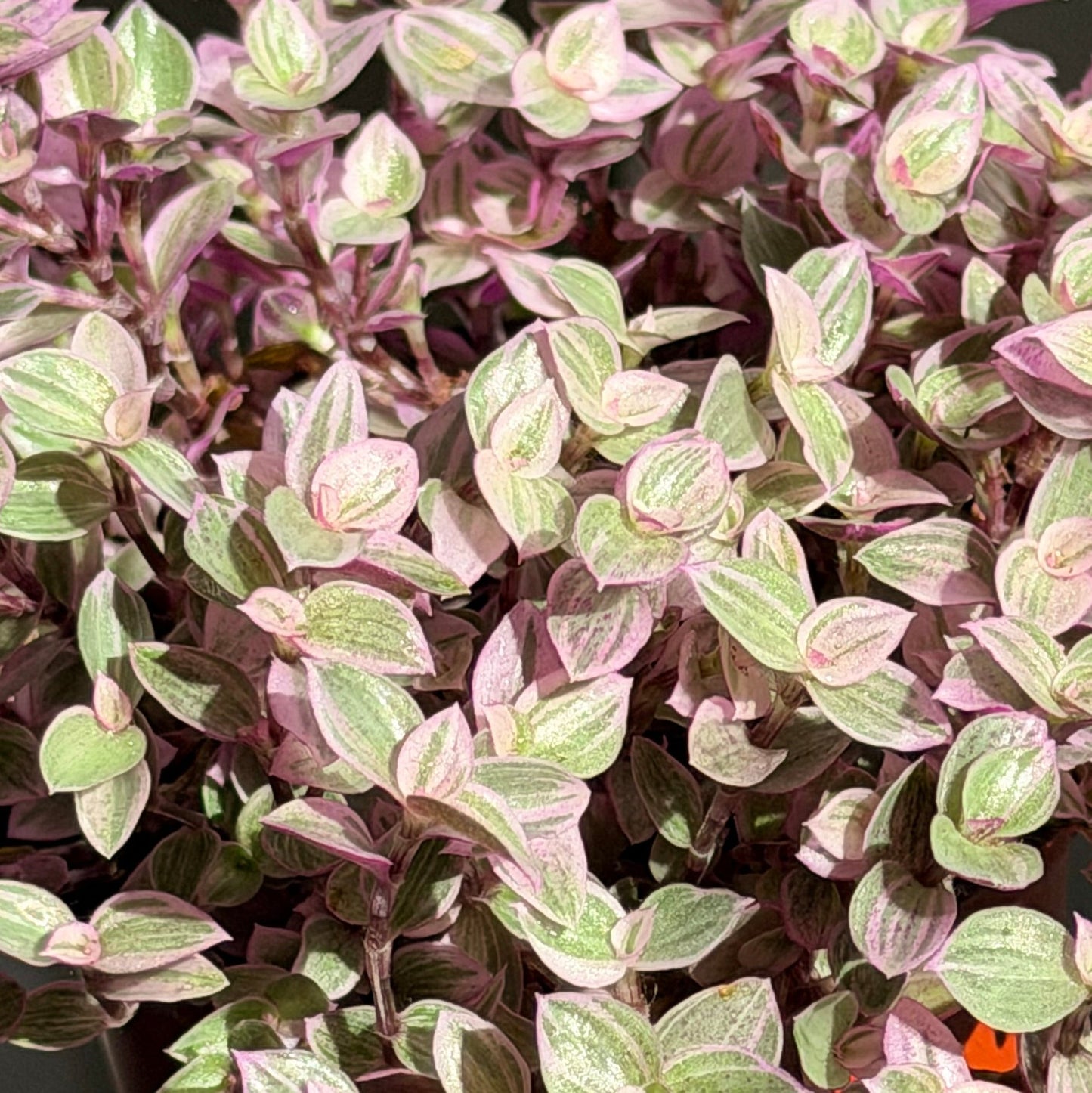 Callisia 'Pink Panther'