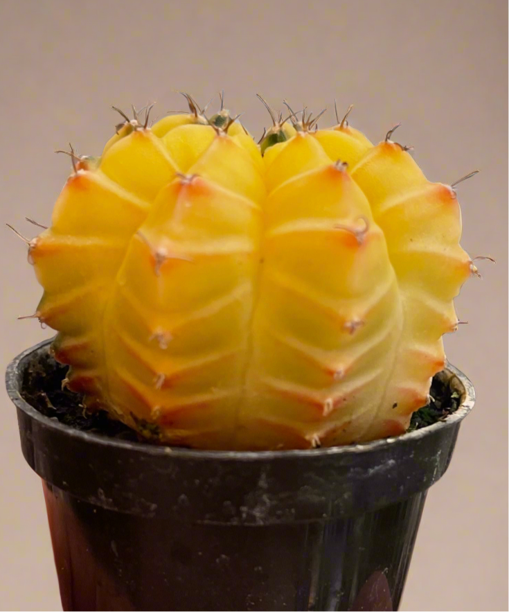 Gymnocalycium Mihanovichii Variegated Cactus