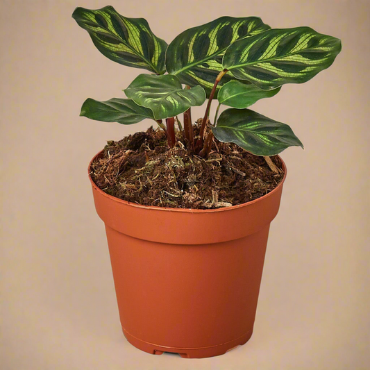 Calathea 'Makoyana'