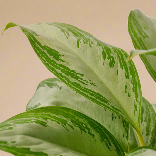 Aglaonema 'Silver Bay'