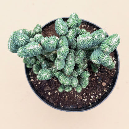 Cereus Peruvianus Monstrose 8” pot