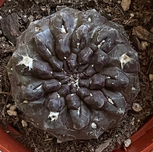 3.5” Eriosyce Oculta