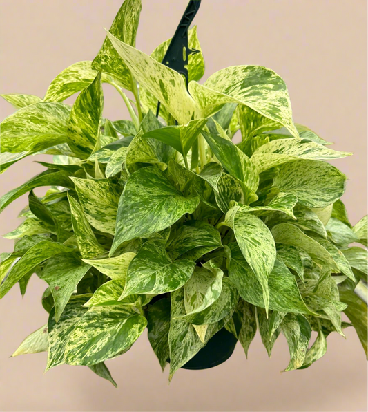 Pothos 'Marble Queen'