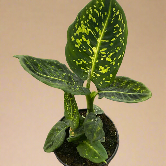 Dieffenbachia 'Reflector'