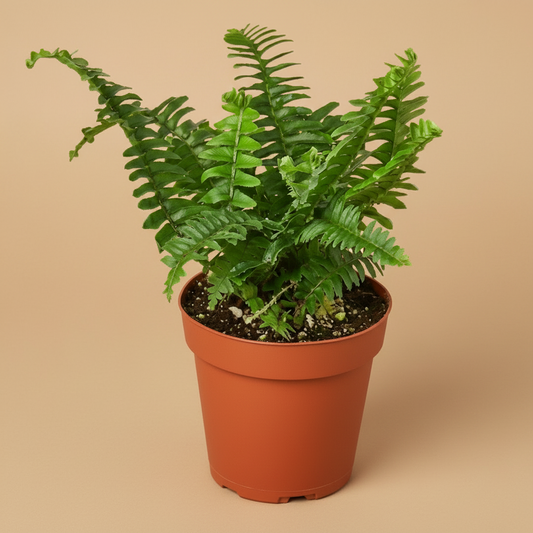 Jester's Crown Fern