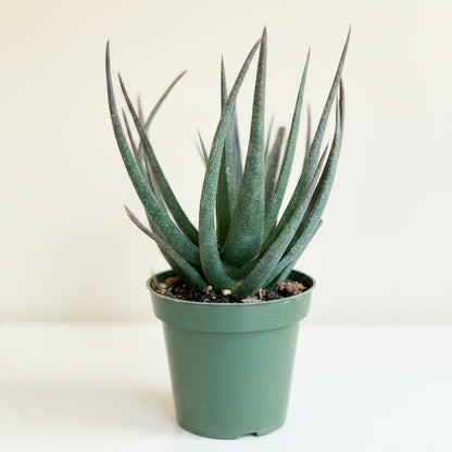 Gasteraloe Midnight - aloe fragilis 4.5” pot