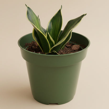 Sansevieria Trifasciata Stars & Stripes 4.5” pot