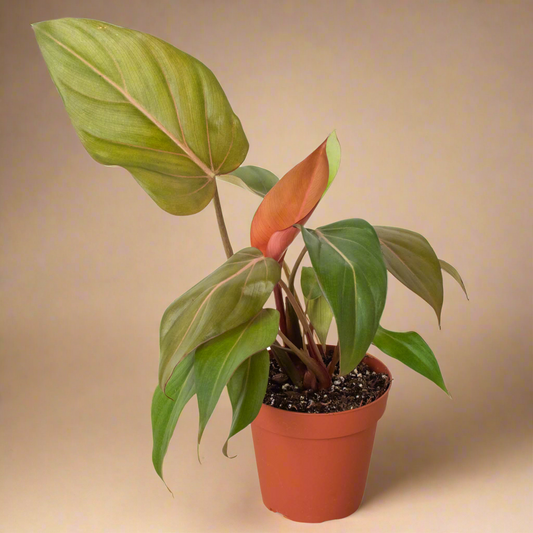 Philodendron 'Summer Glory'