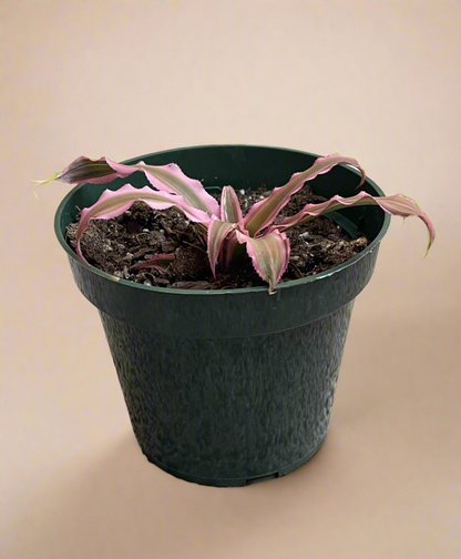 4.5” Pink Cryptanthus - Earth Star