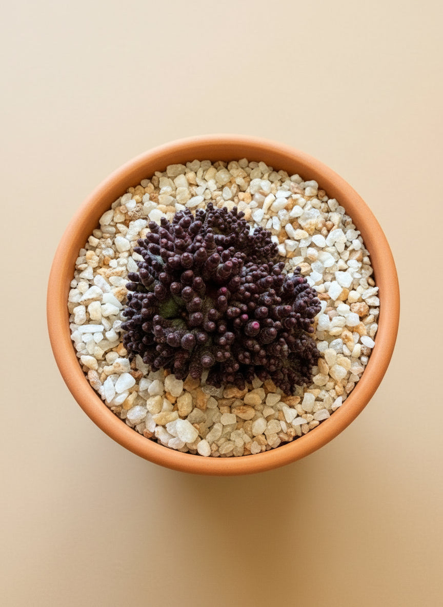 Top view of Mammillaria Bocasana Monstruosa Fred in a pot with pebbles on a beige background