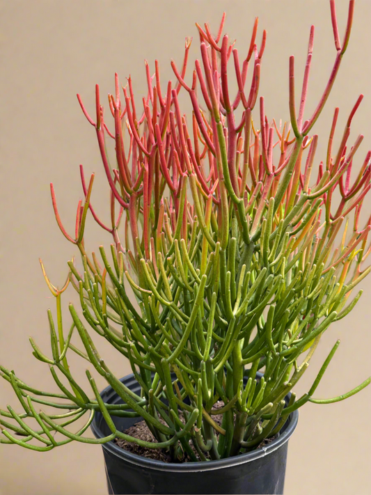 Fire Sticks Cactus - Euphorbia Tirucalli 8” pot