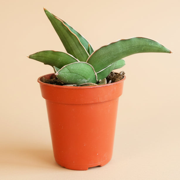 Sansevieria Ehrenbergii - Dwarf Samurai 3.5” pot