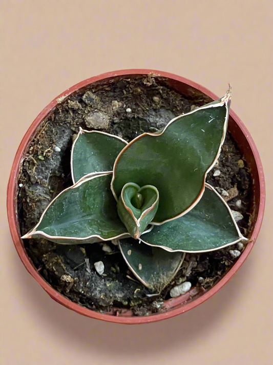 3.5” Sansevieria ‘Bonji’