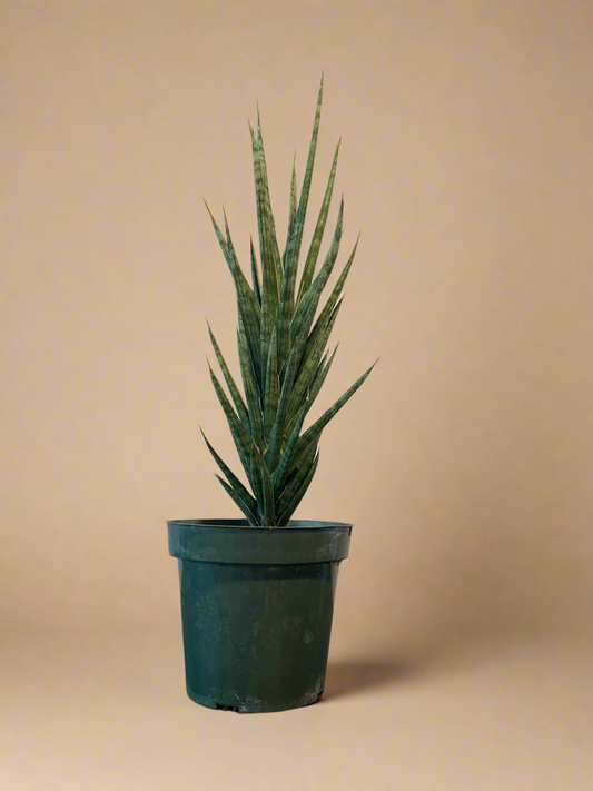 4.5” Sansevieria Francisii