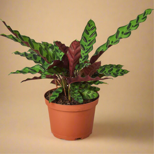 Calathea Lancifolia 'Rattlesnake'