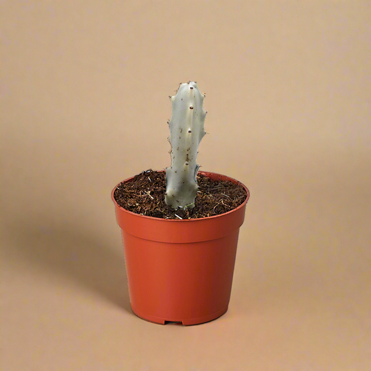 Euphorbia Lactea 'Dragon Bone'