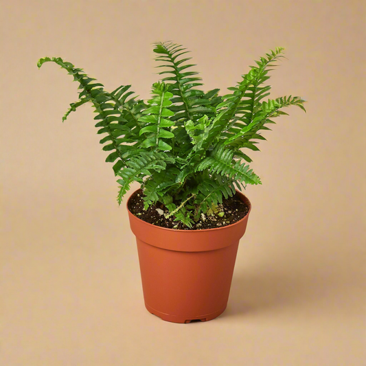 Jester's Crown Fern