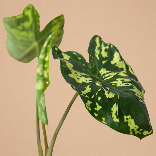 Caladium 'Hilo Beauty'